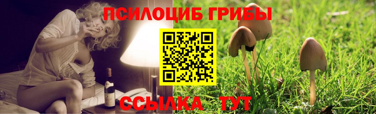 Кимовск  Галлюциногенные грибы Psilocybine cubensis  Вход с VPN 